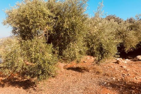 Helårsgrund i Comares, Malaga, Comares - € 25.000 | Ref: ID3898 - foto 6